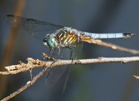 Blue Dasher
